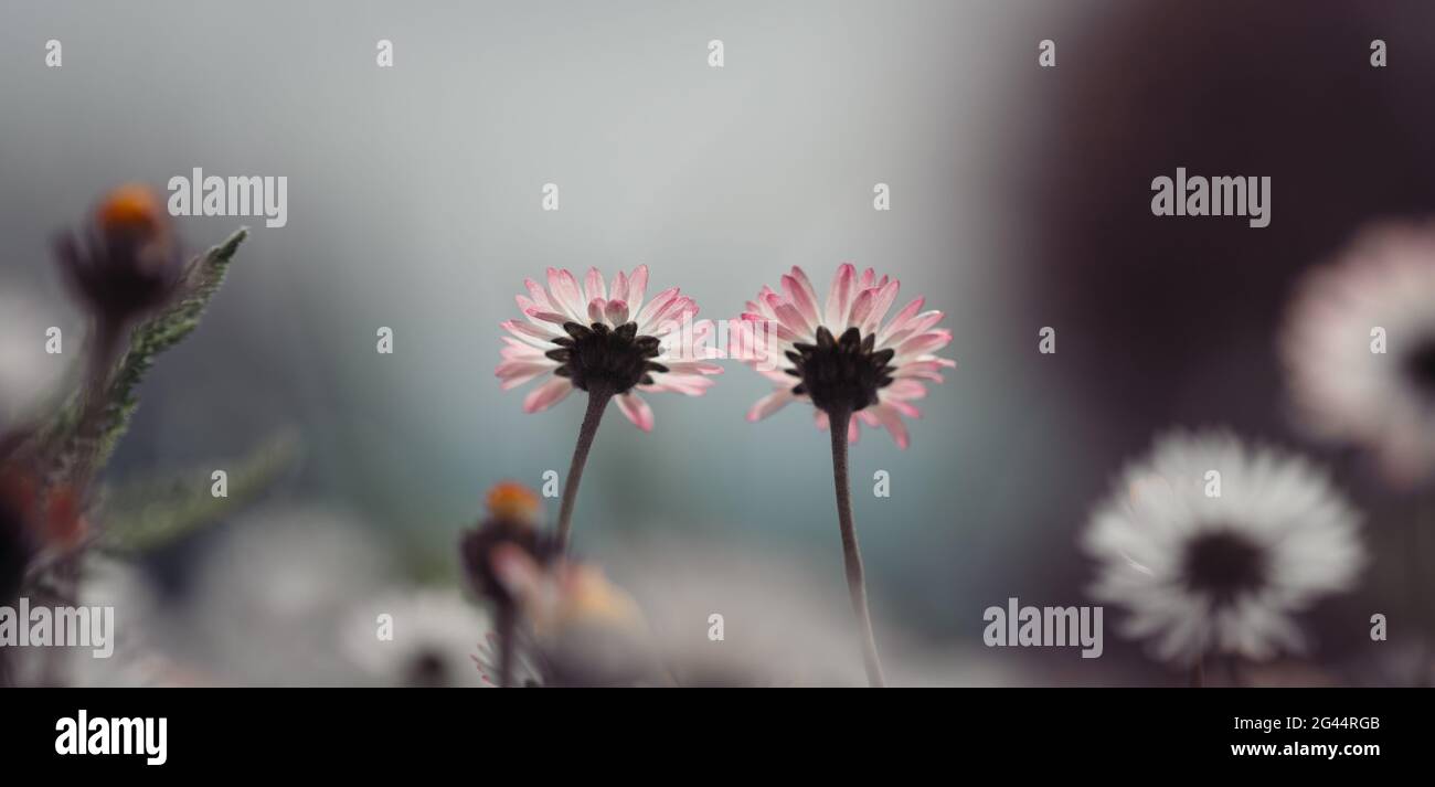 Daisies in springtime: Close up picture, copy space Stock Photo