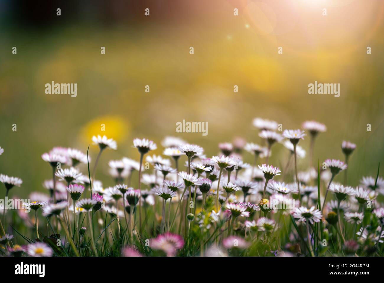Daisies in springtime: Close up picture, copy space Stock Photo
