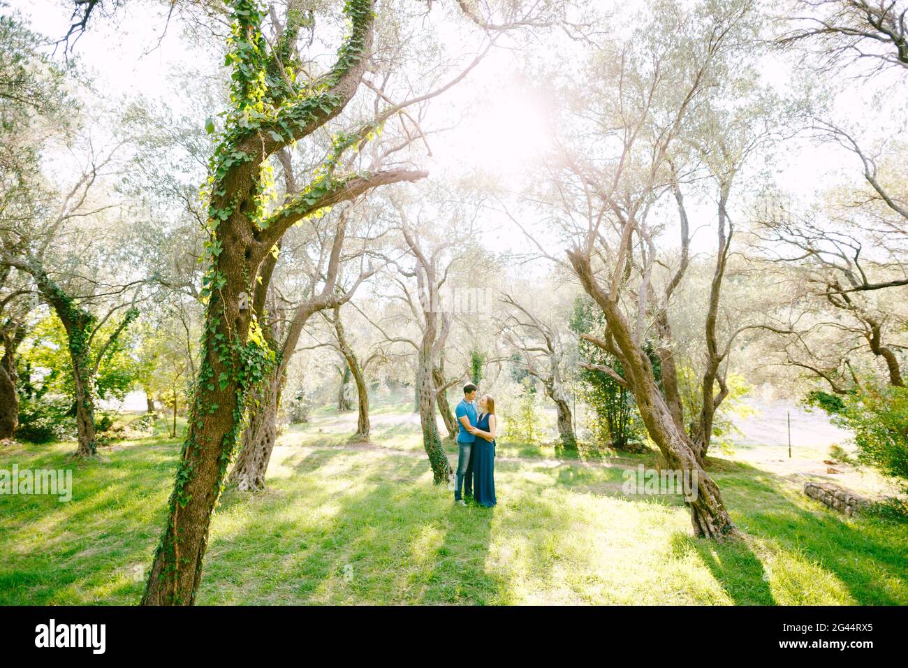 Man hugs pregnant woman in a beautiful park of green olive trees ...