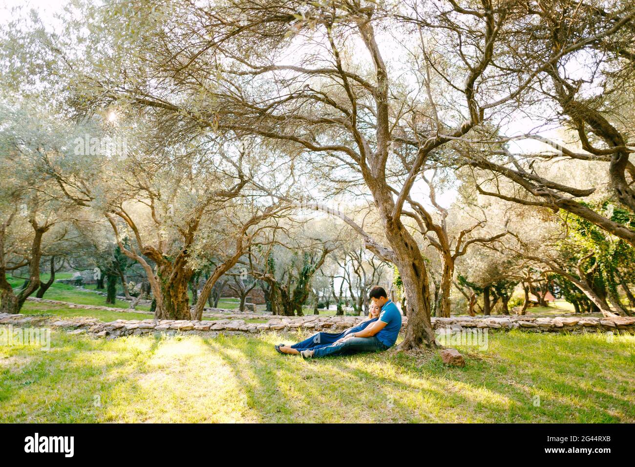 Man with a pregnant woman in a long blue dress lie on the grass under a sprawling olive tree in the park Stock Photo