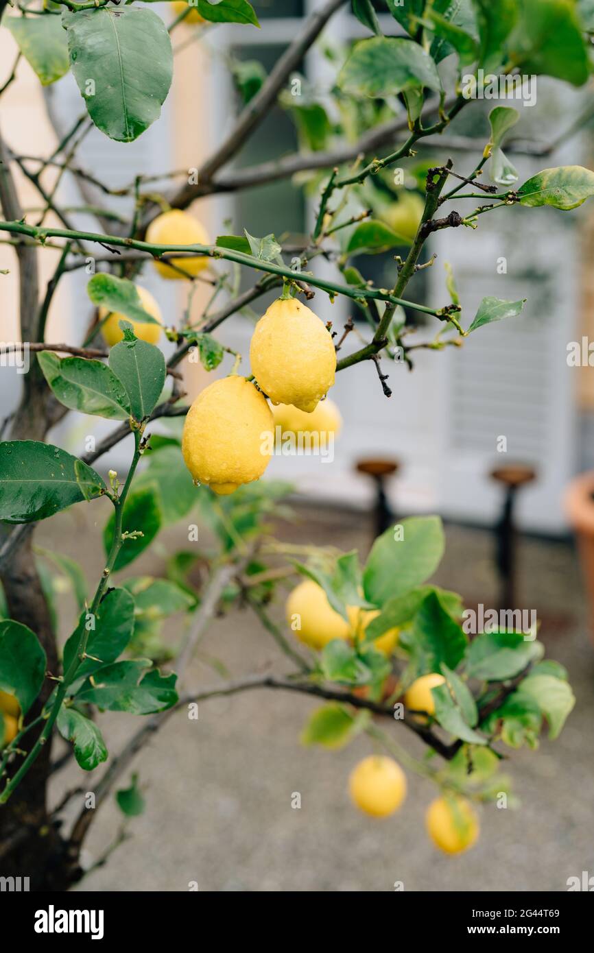 Yellow lemon fruit on the branches of the tree among the foliage, covered with raindrops. Stock Photo