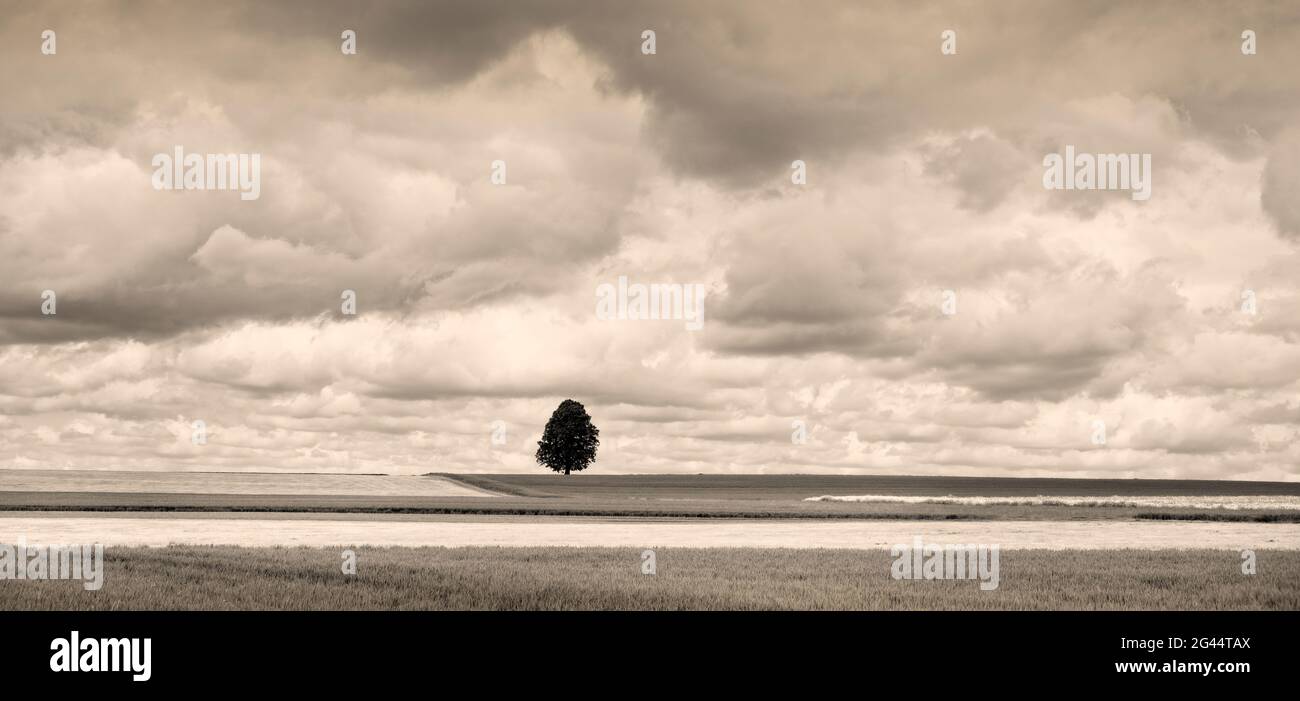 Black and white shot of single tree in agricultural field, Baden-Wurttemberg, Germany Stock Photo