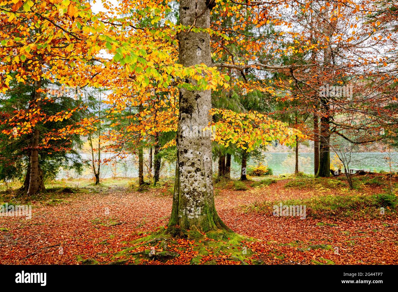 Forest in autumn colors and Walchensee Lake, Bavaria, Germany Stock Photo