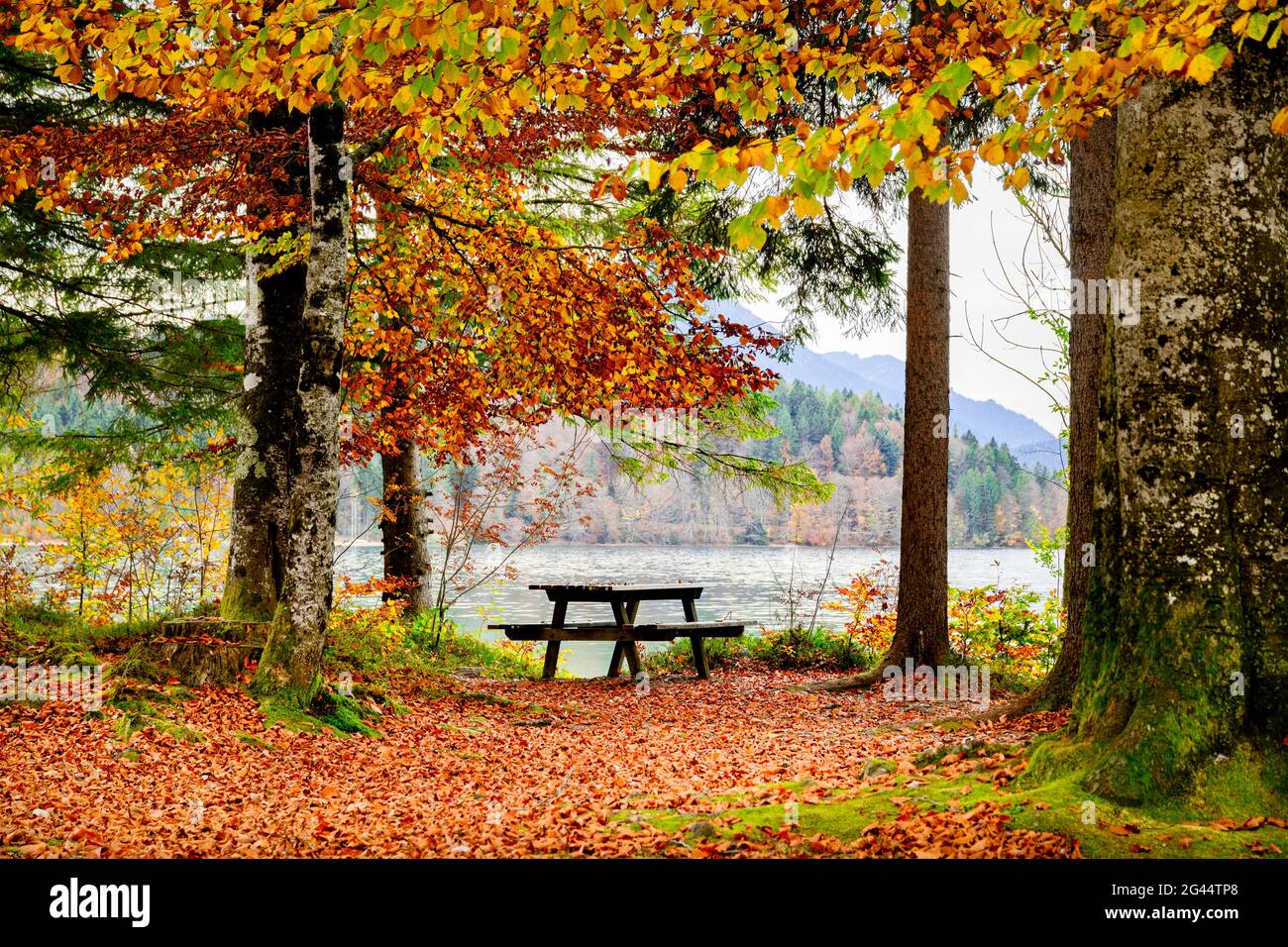 Picnic table, forest in autumn colors and Walchensee Lake, Bavaria, Germany Stock Photo
