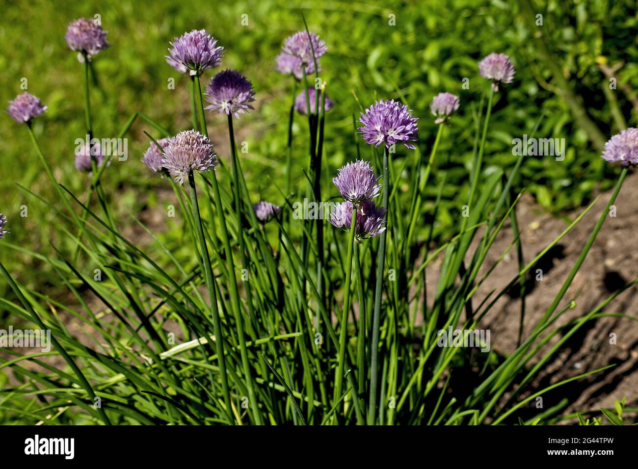 Chive leaves hi-res stock photography and images - Alamy