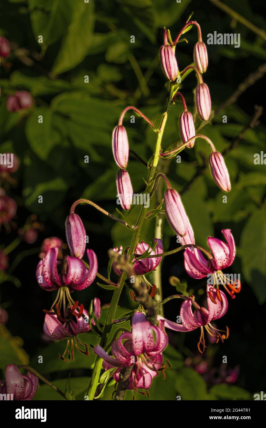 Flower panicle of the Turk's cap lily Stock Photo