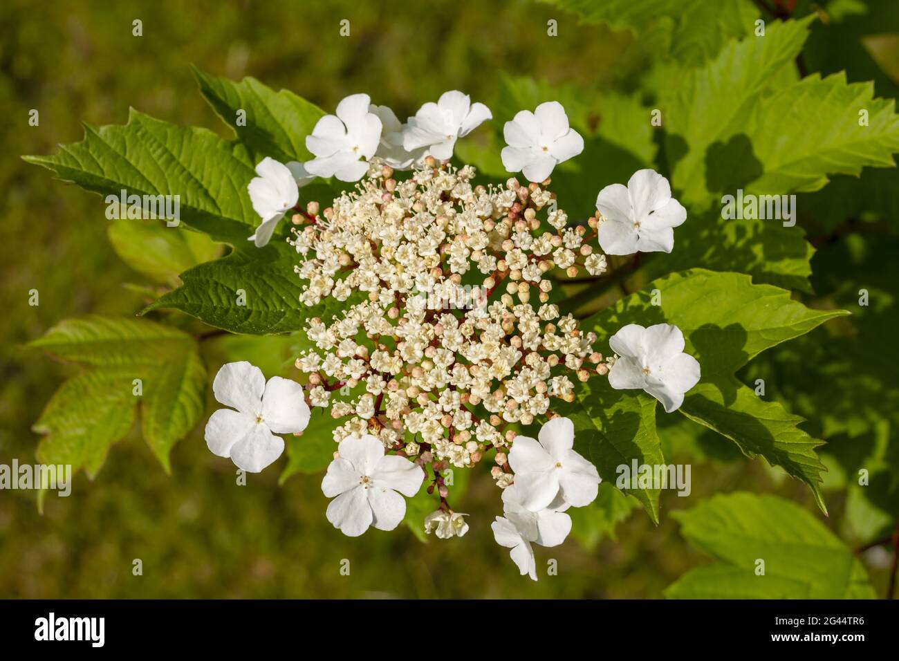 Flower of the common snowball between indented and serrated foliage leaves Stock Photo