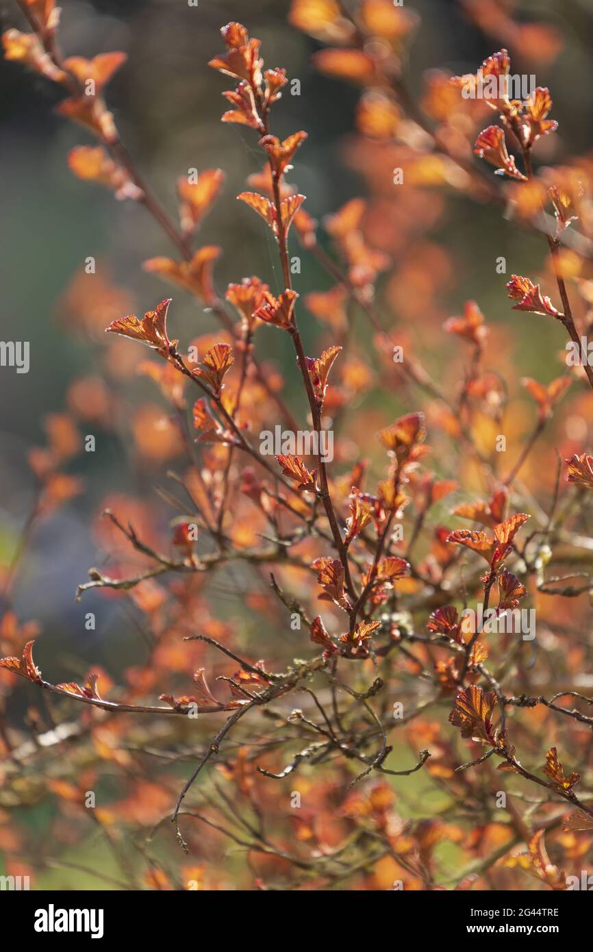 Backlit buds and young shoots of the red-leaved bladderwort Stock Photo