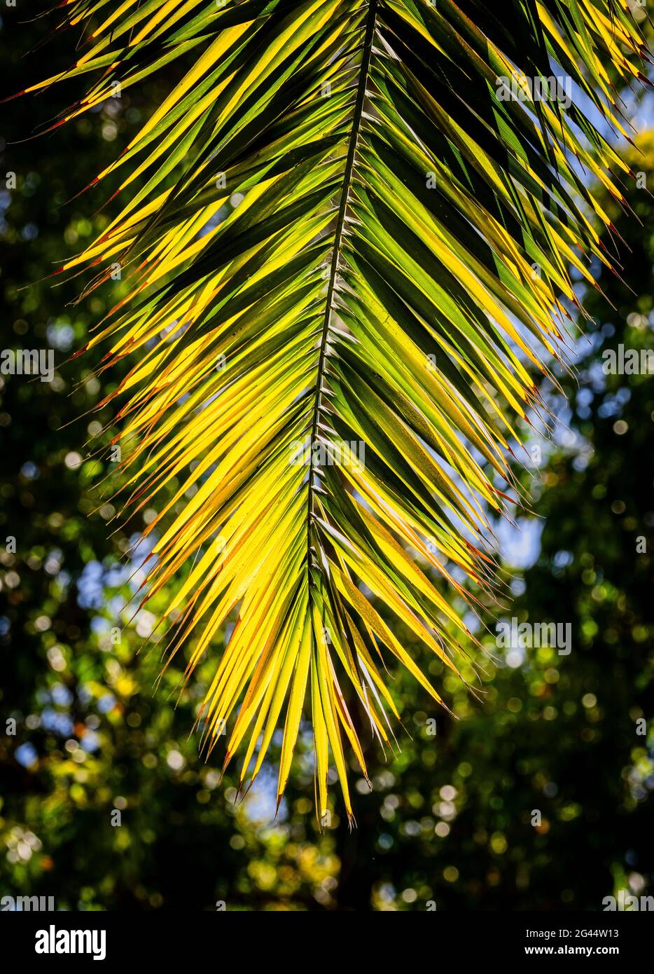 Palm leaf against trees Stock Photo