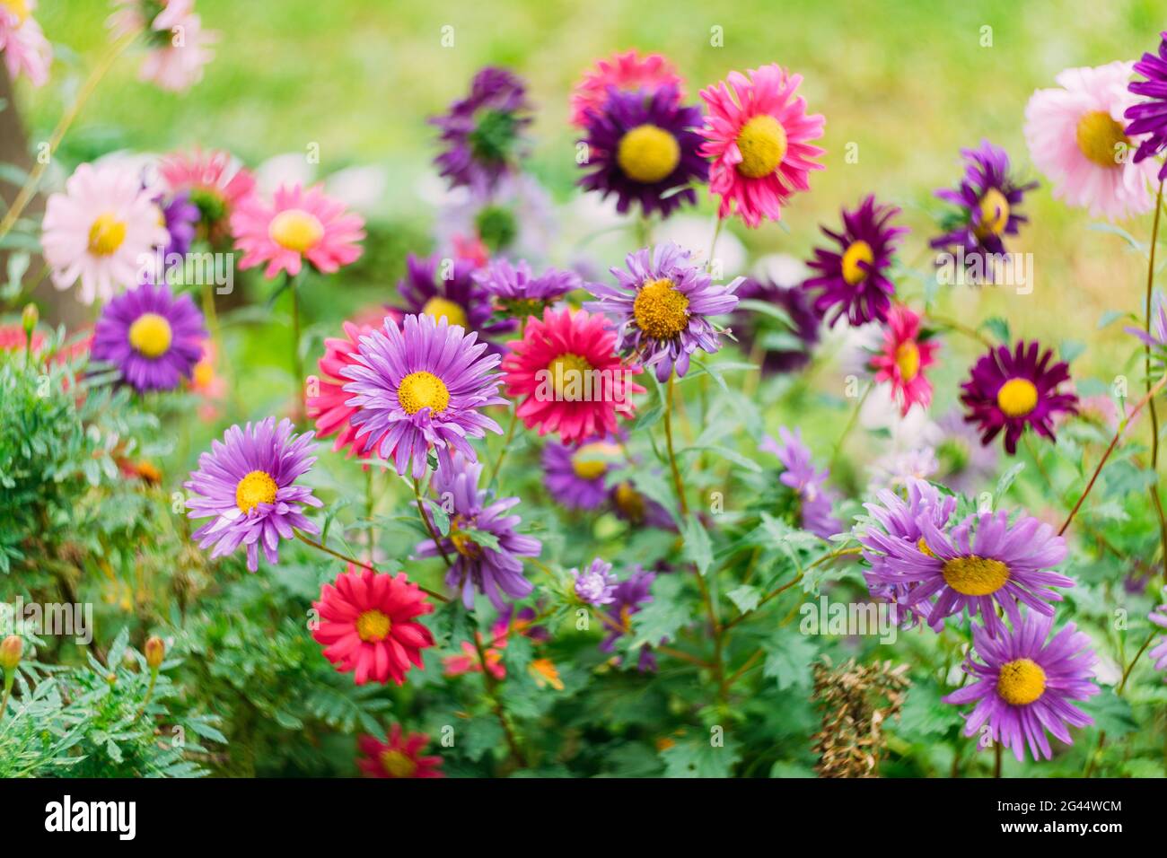 Green chrysanthemums hires stock photography and images Alamy