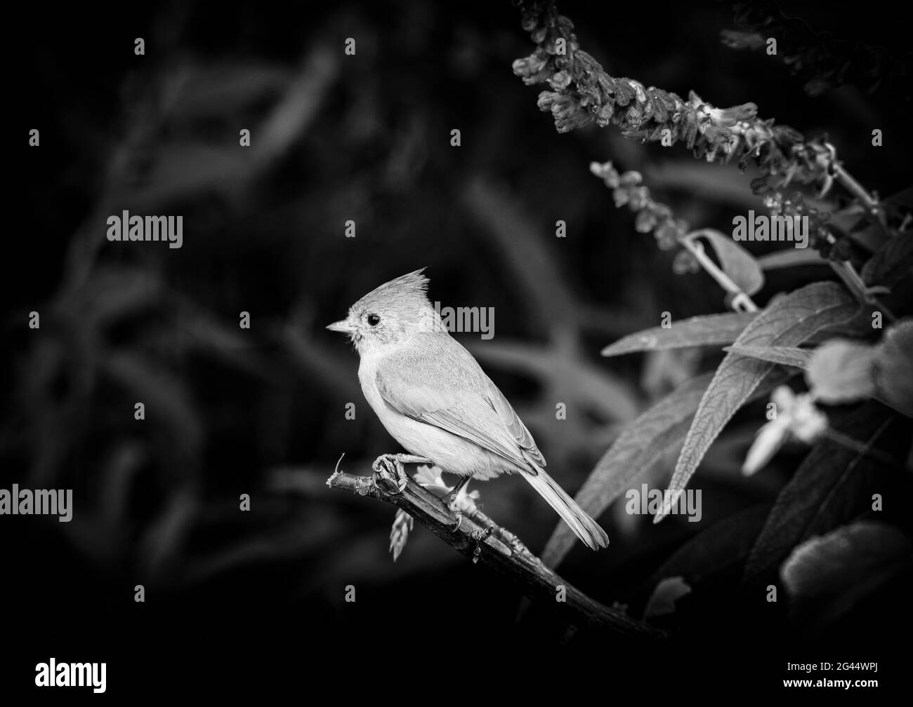Titmouse bird perching on twig in black and white Stock Photo