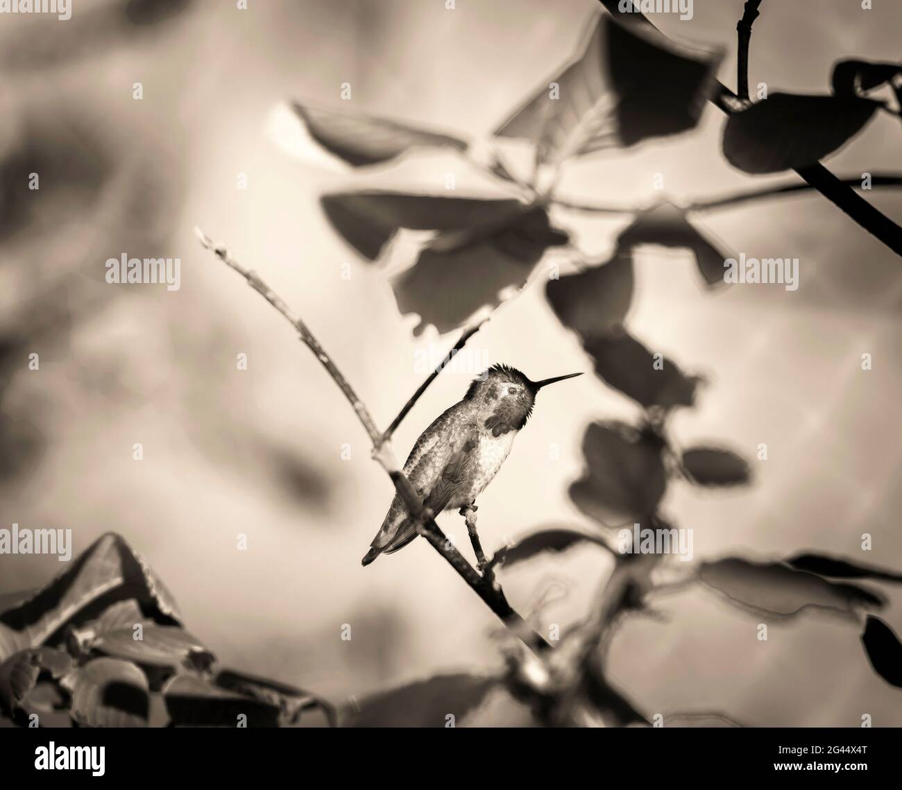 Hummingbird perching on twig in black and white Stock Photo