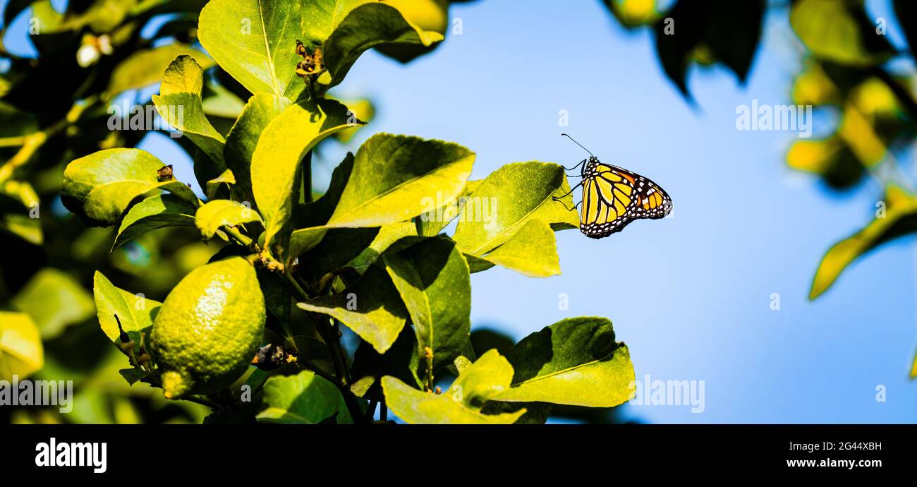 Monarch butterfly (Danaus plexippus) perching on green leaf of lemon tree Stock Photo
