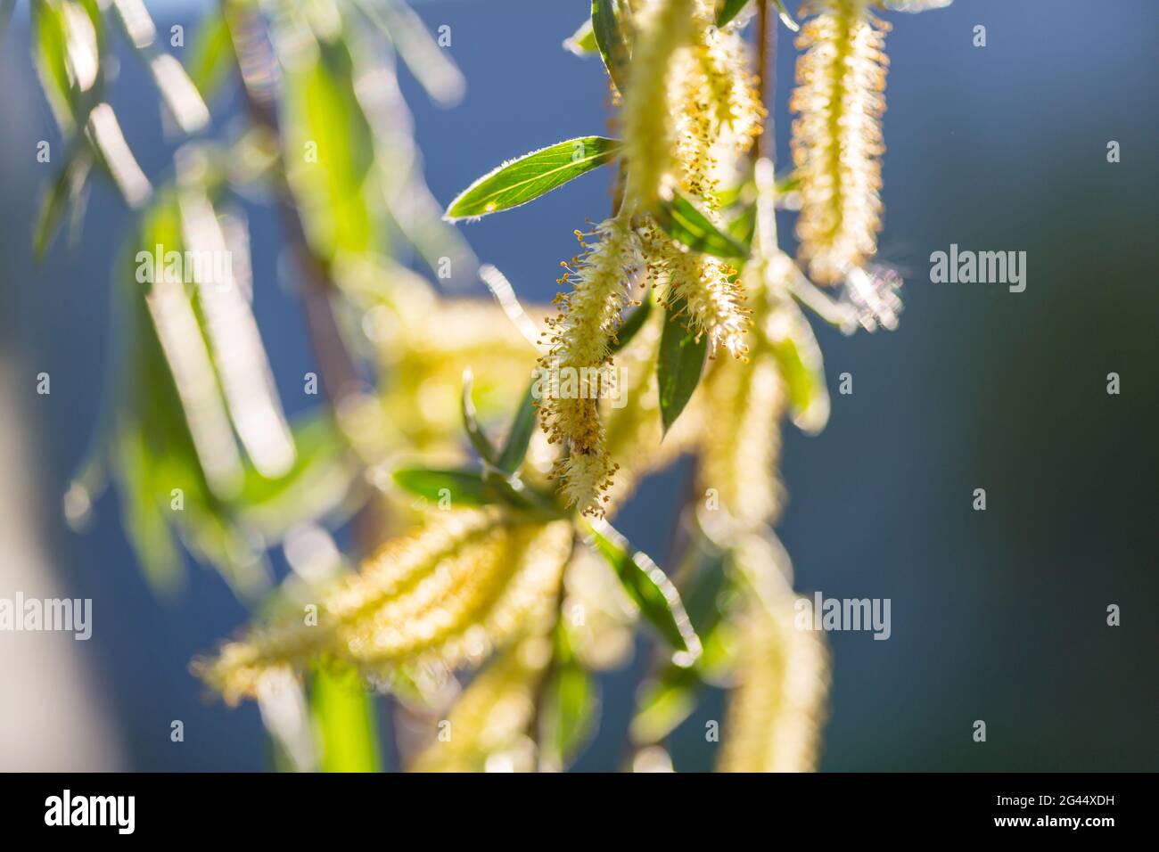 Willow Stock Photo