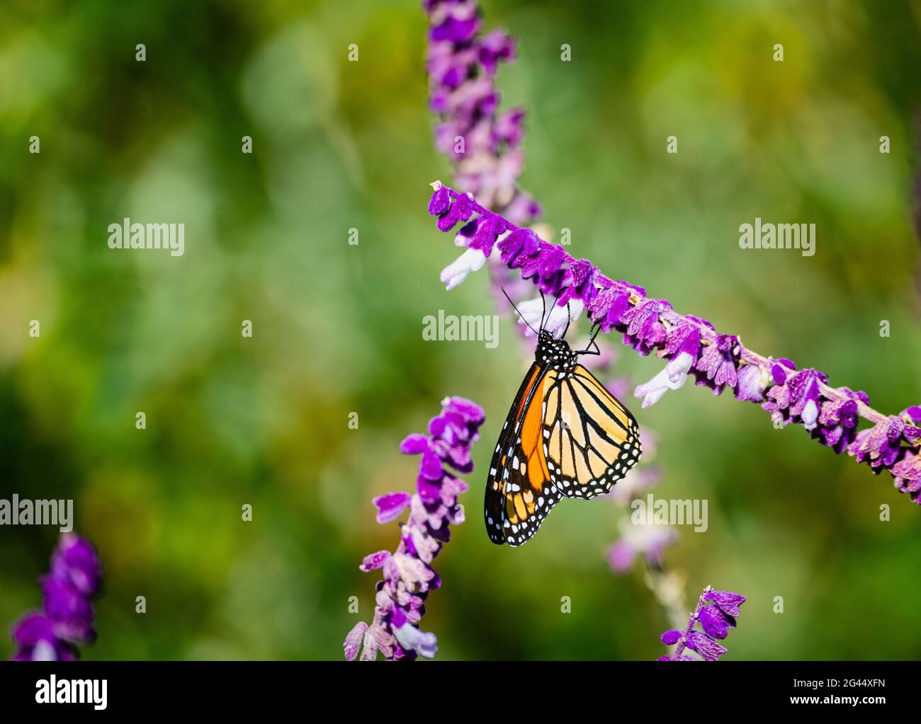 Monarch butterfly (Danaus plexippus) perching on pink flower Stock Photo