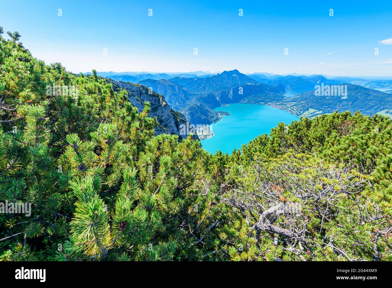 Mountain pines in the Höllengebirge and view of the Attersee, the Schafberg and the Mondsee in the Salzkammergut, Austria Stock Photo