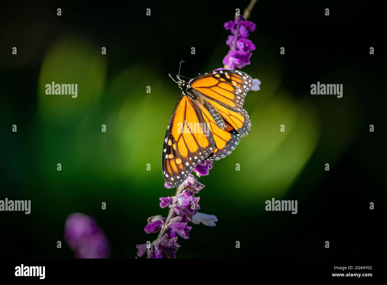 Monarch butterfly (Danaus plexippus) perching on pink flower Stock Photo