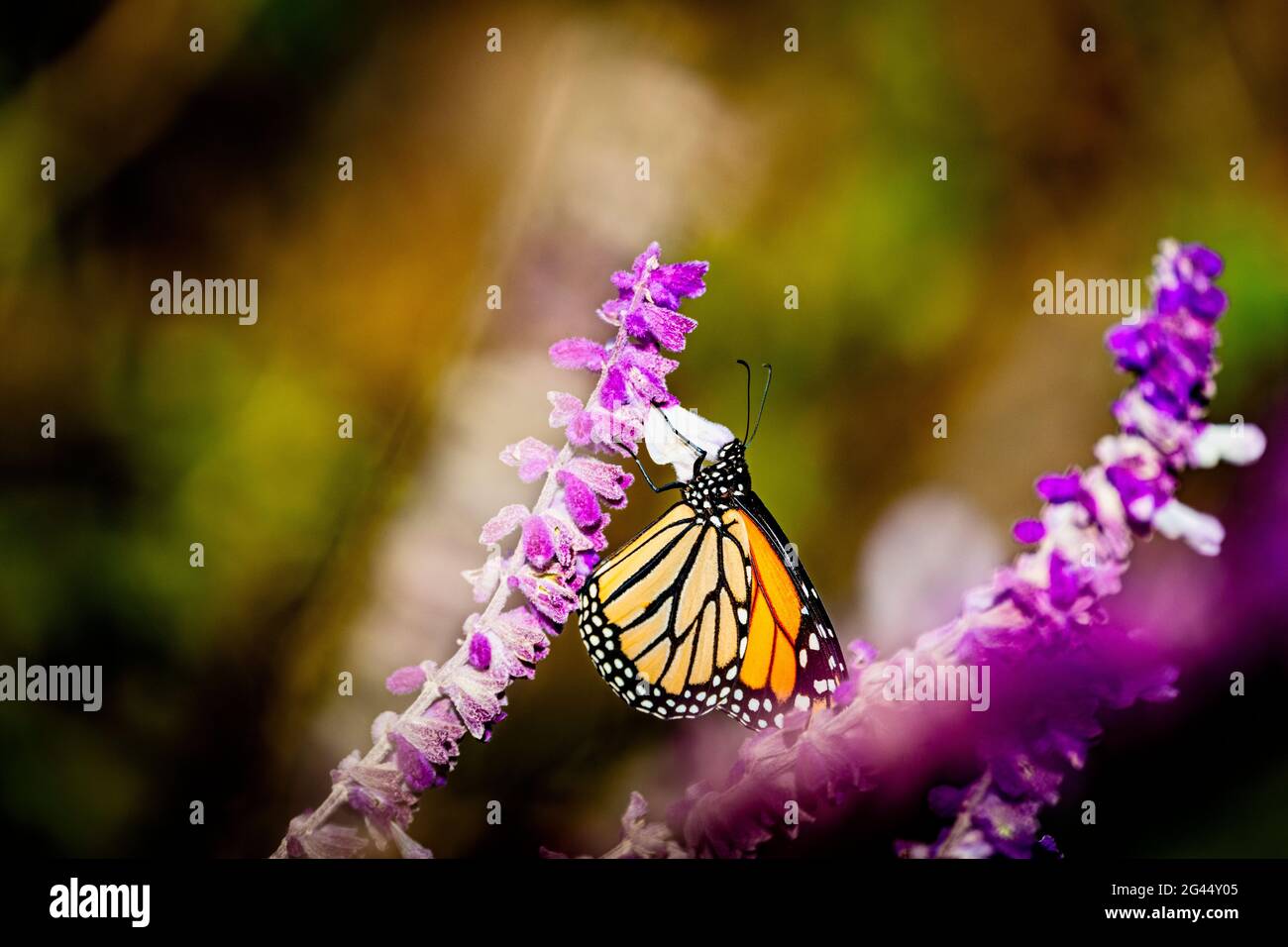Monarch butterfly (Danaus plexippus) perching on pink flower Stock Photo