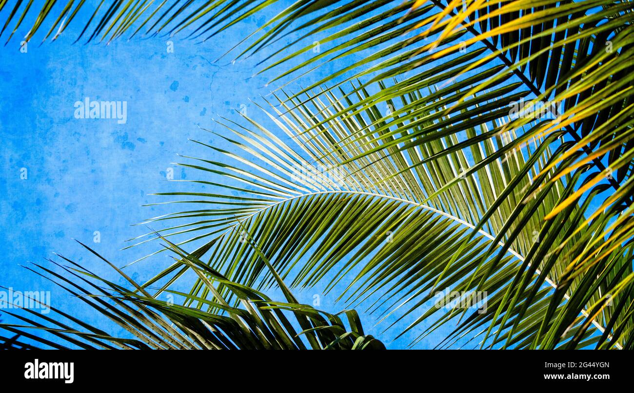 Green palm leaves against blue wall Stock Photo