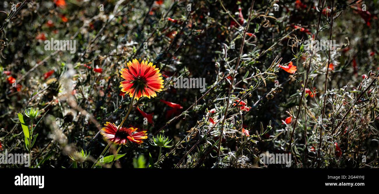 Red and yellow daisy flowers among plants Stock Photo
