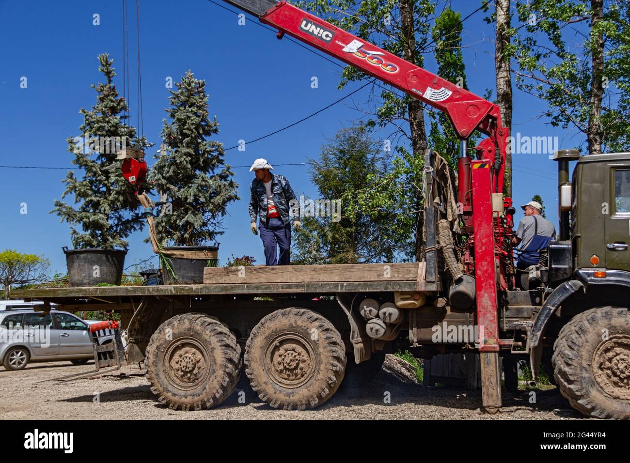 Moscow region, Russia, June 05, 2021 Workers load small conifers onto a truck to deliver them to a customer. Sale of seedlings from the nursery. Stock Photo