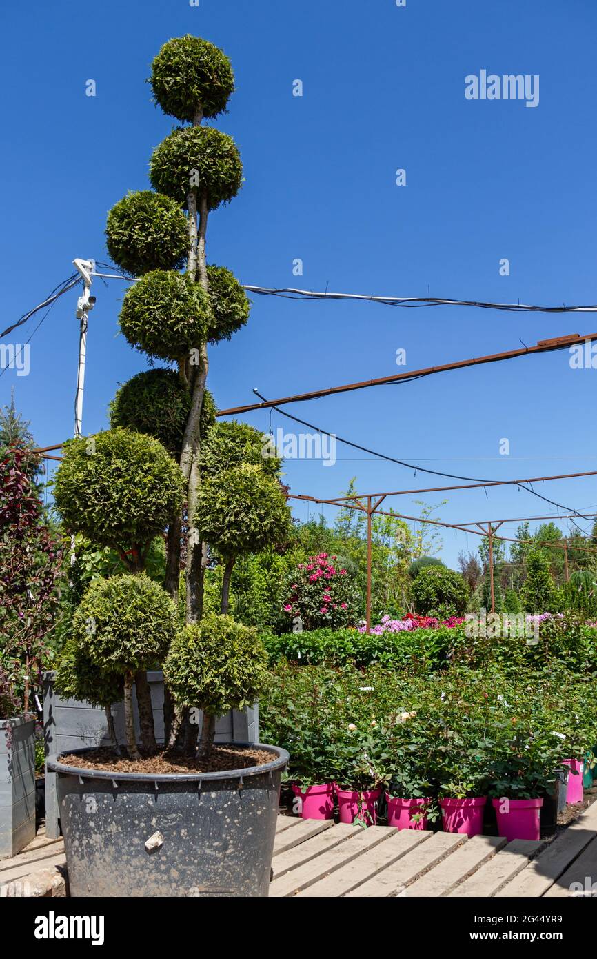 Sale of young seedlings in the garden center. Lots of pink pots with rose shoots in the plant nursery. Ornamental trimmed juniper in the foreground. Stock Photo