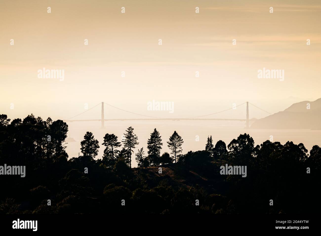 Golden Gate Bridge behind silhouetted trees at sunrise, Berkley, California, USA Stock Photo