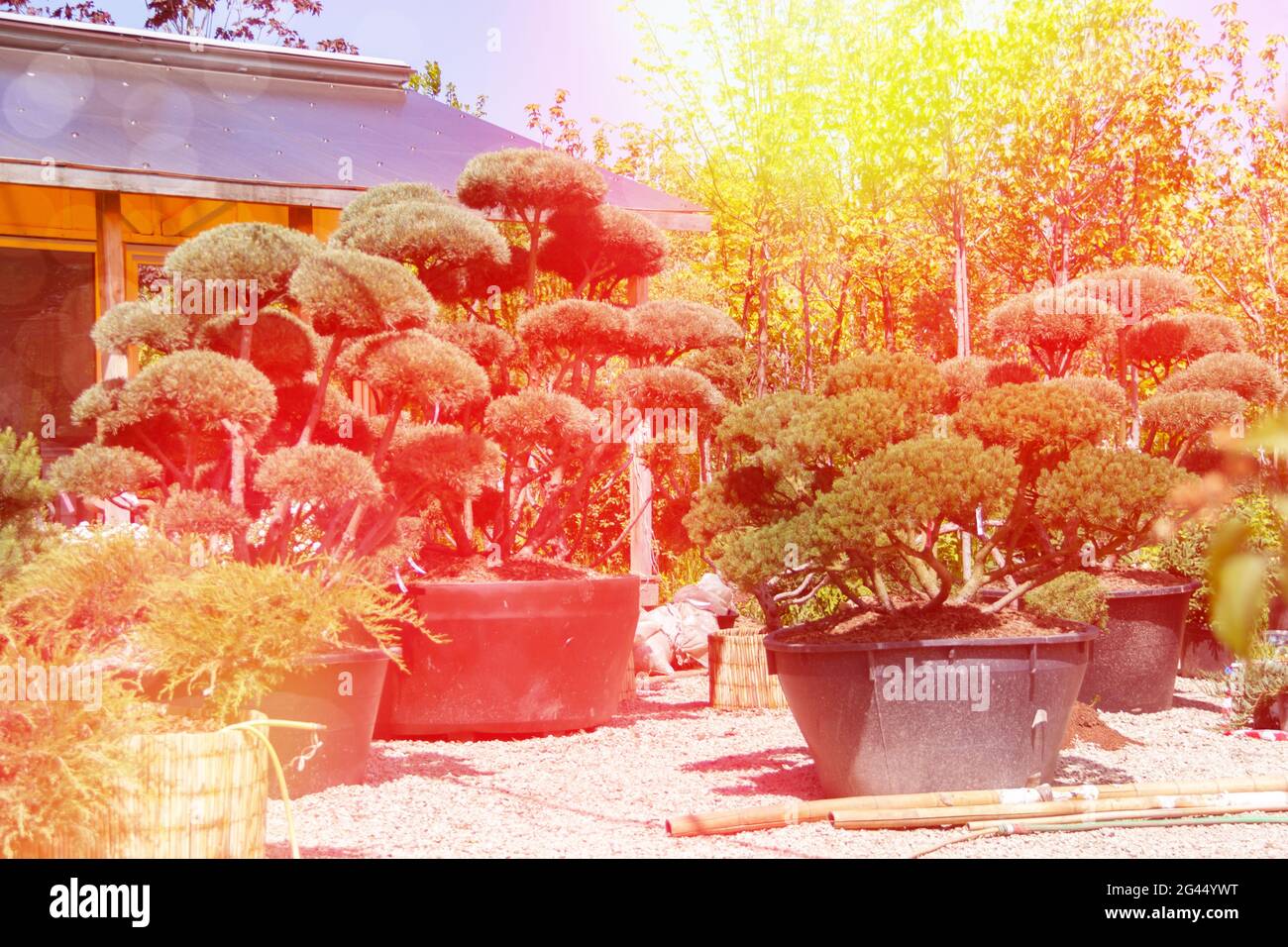 Sale of seedlings in the plant nursery. Decorative trimmed conifers for the garden landscape. Summer day with sun glare. Tinted image. Stock Photo