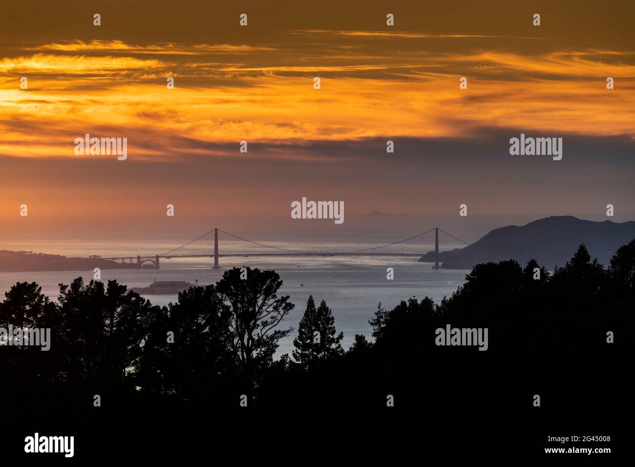 Golden Gate Bridge behind silhouetted trees at sunrise, Berkley, California, USA Stock Photo