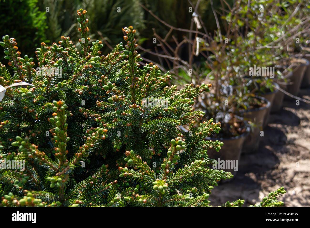 Sale of young seedlings in the garden center. Evergreen conifers for use in the garden landscape. Stock Photo