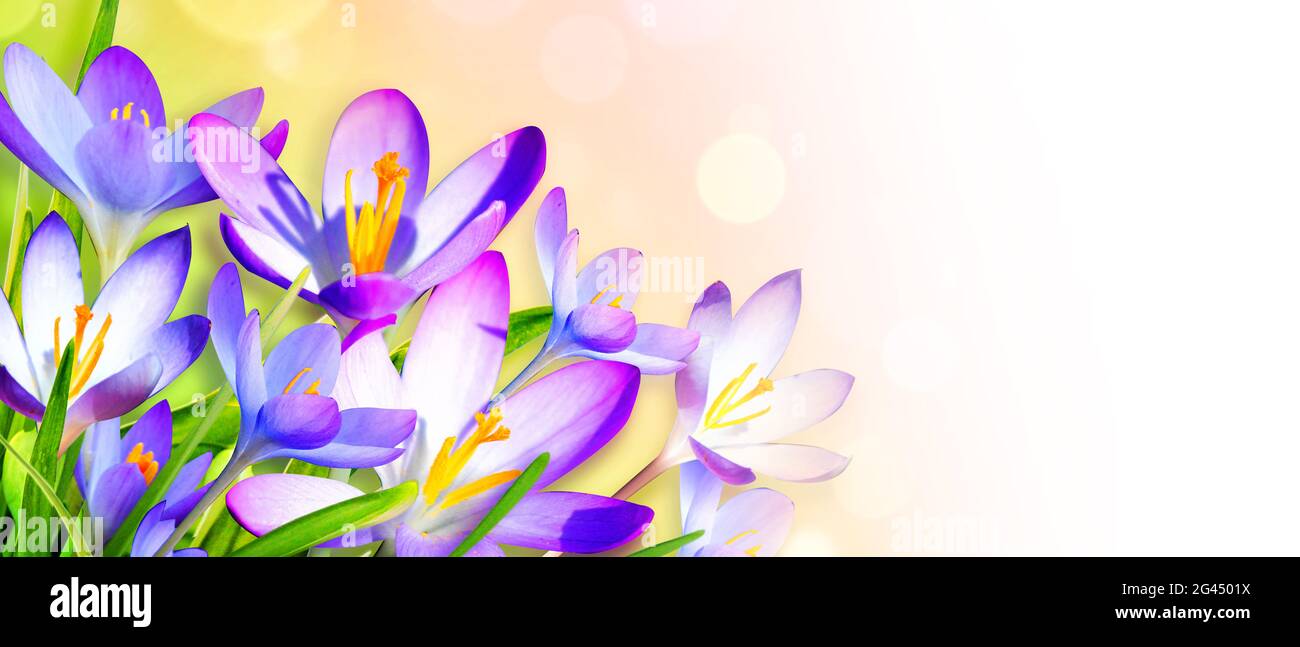 Purple flowers: Lạc vào thiên đường thi vị của nghệ thuật với những bông hoa màu tím tuyệt đẹp. Thưởng thức vẻ đẹp và sự phối hợp của màu sắc tuyệt vời, đẩy lùi sự căng thẳng và thêm sinh lực cho cuộc sống của bạn.