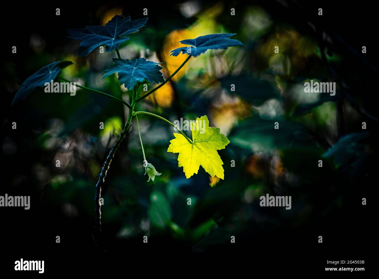 Plant stem up close hi-res stock photography and images - Alamy