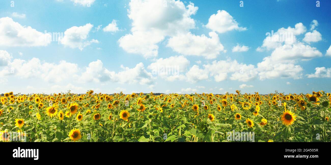 Field of blooming sunflowers on a background blue sky Stock Photo - Alamy