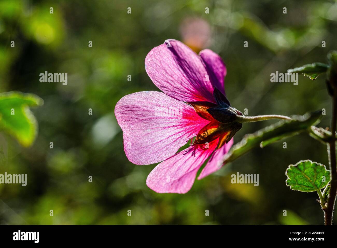 Close-up of pink flower and stem Stock Photo