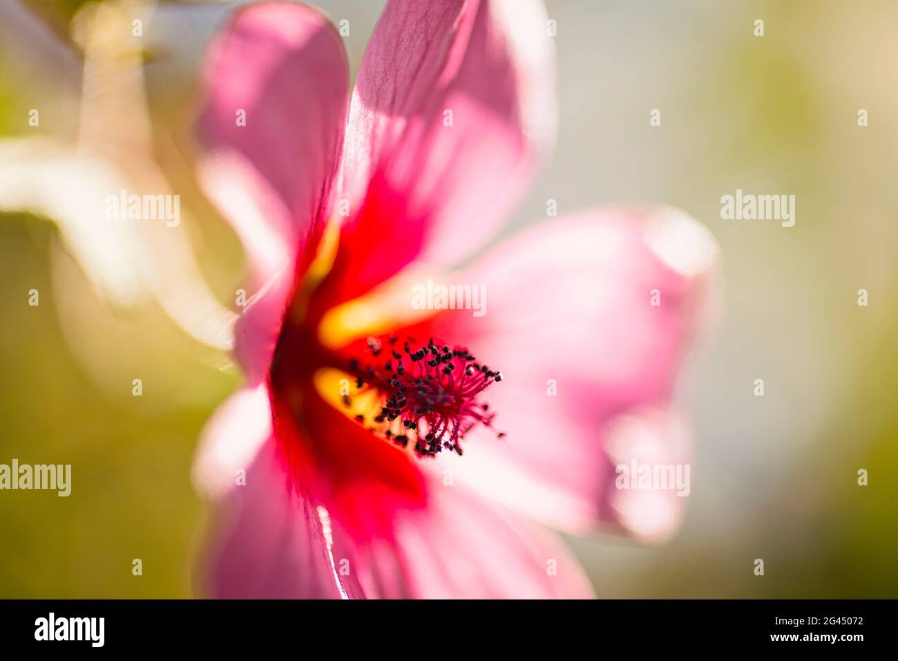 Close-up of pink flower and stamen Stock Photo