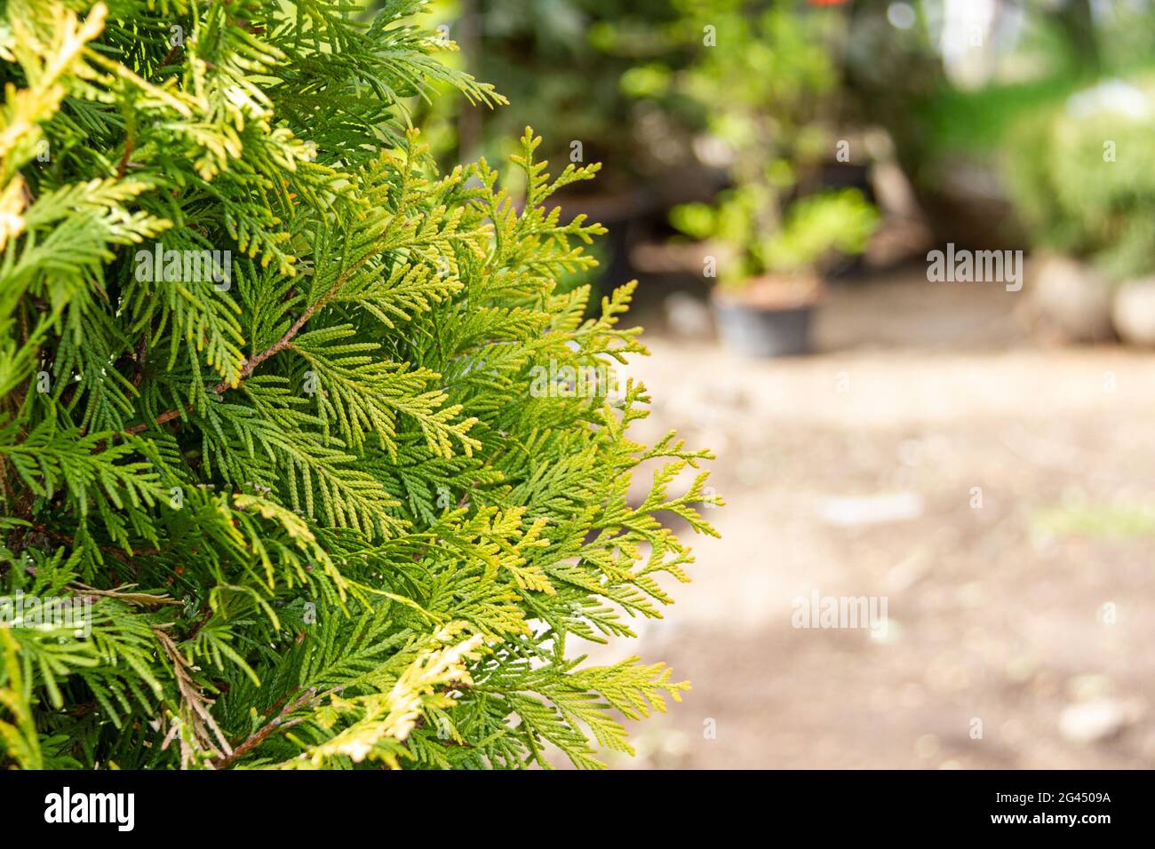 Close-up of juniper branches with copy space. Selective focuse on needles on juniper branches. Nature concept for design background. Stock Photo