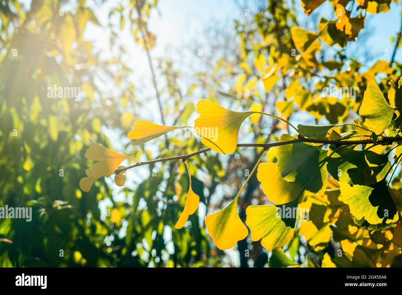 Green ginkgo biloba leaves on branch Stock Photo