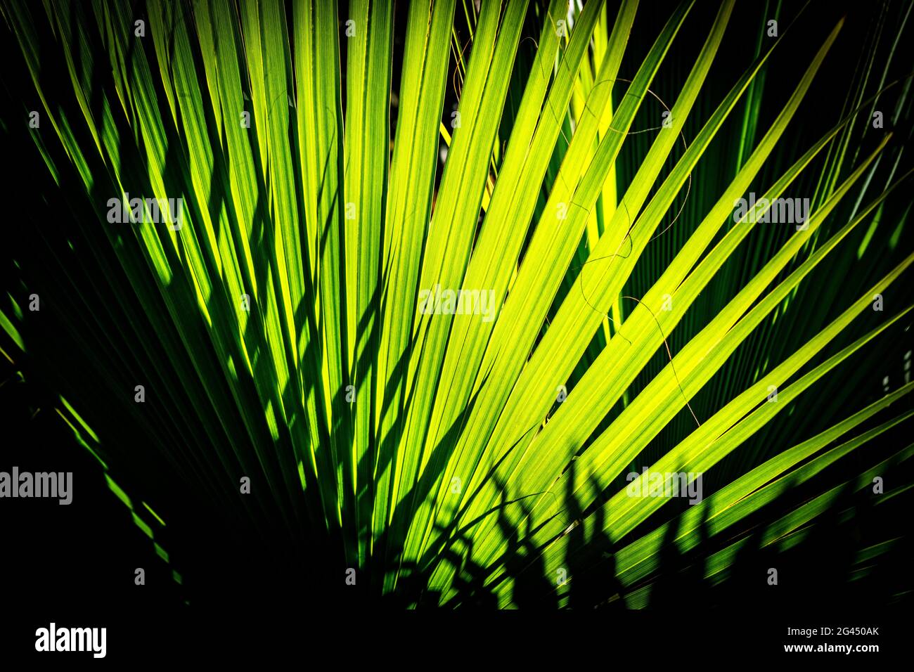 Tropical green palm leaves hi-res stock photography and images - Alamy