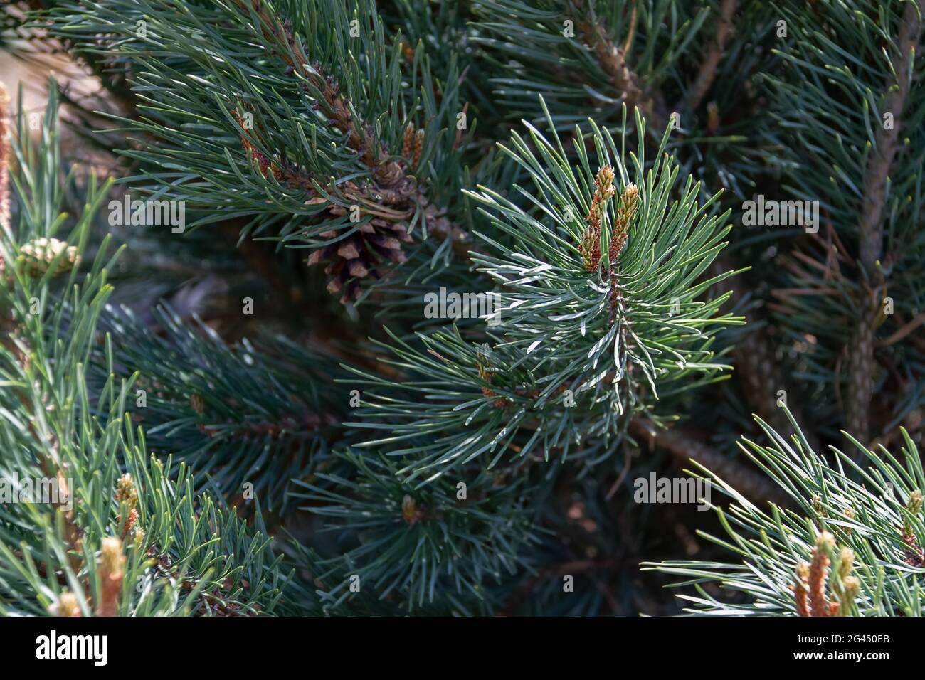 Fluffy tree branches texture background for christmas card. Stock Photo
