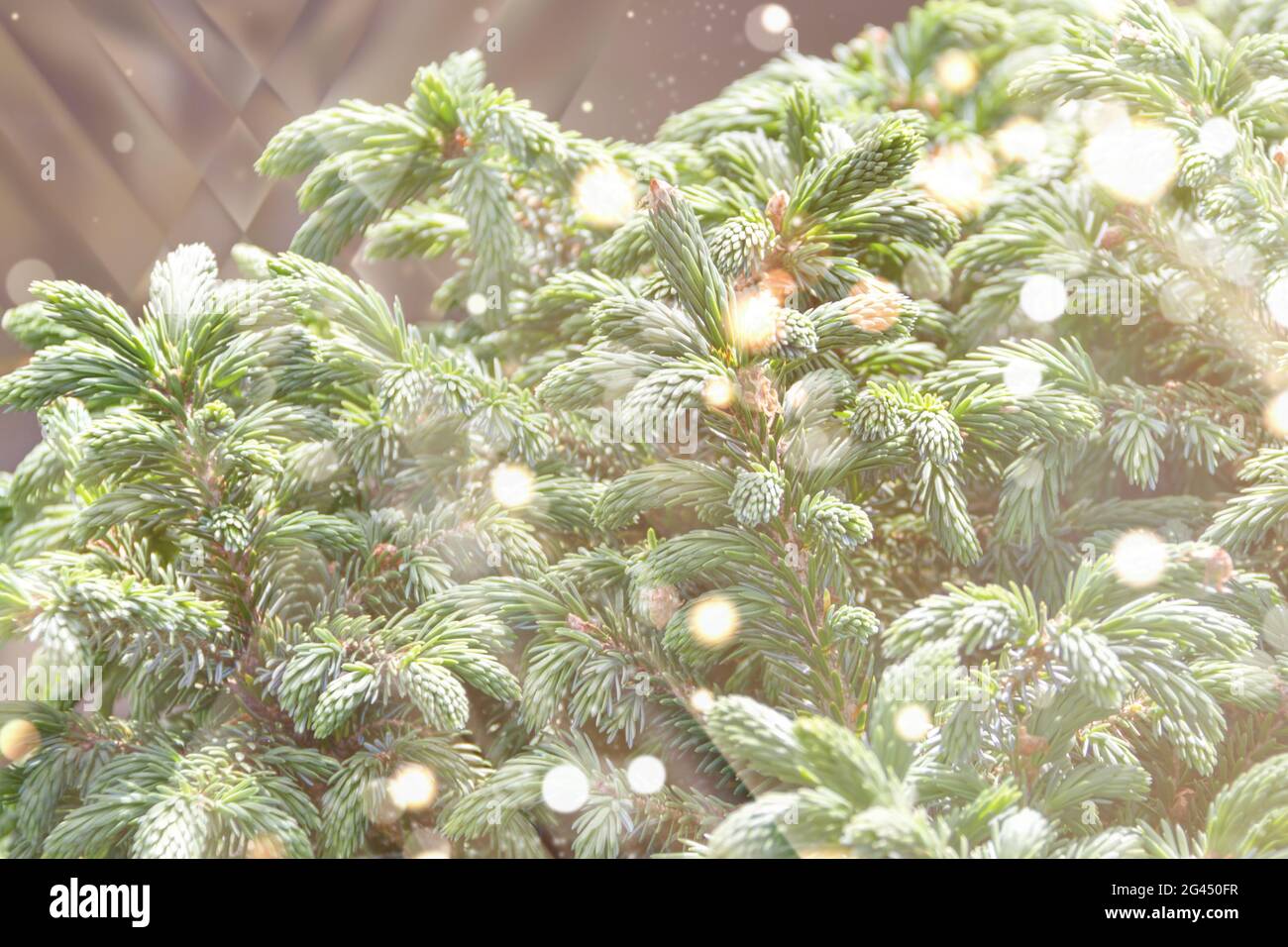 Fluffy tree branches texture background for christmas card. Stock Photo