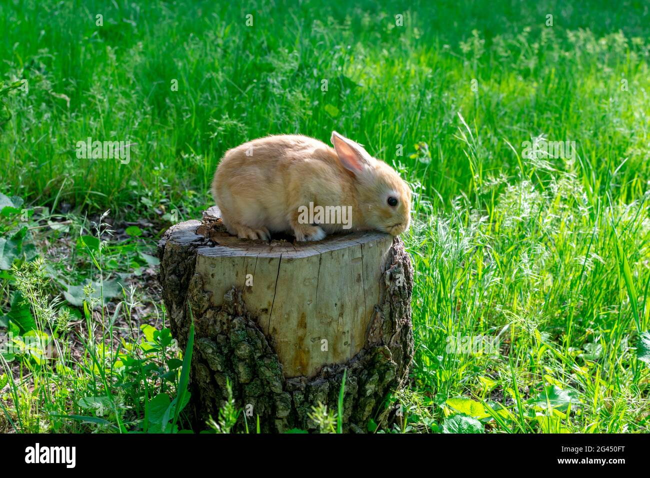 A young rabbit sits on a tree stump against a background of lush green ...