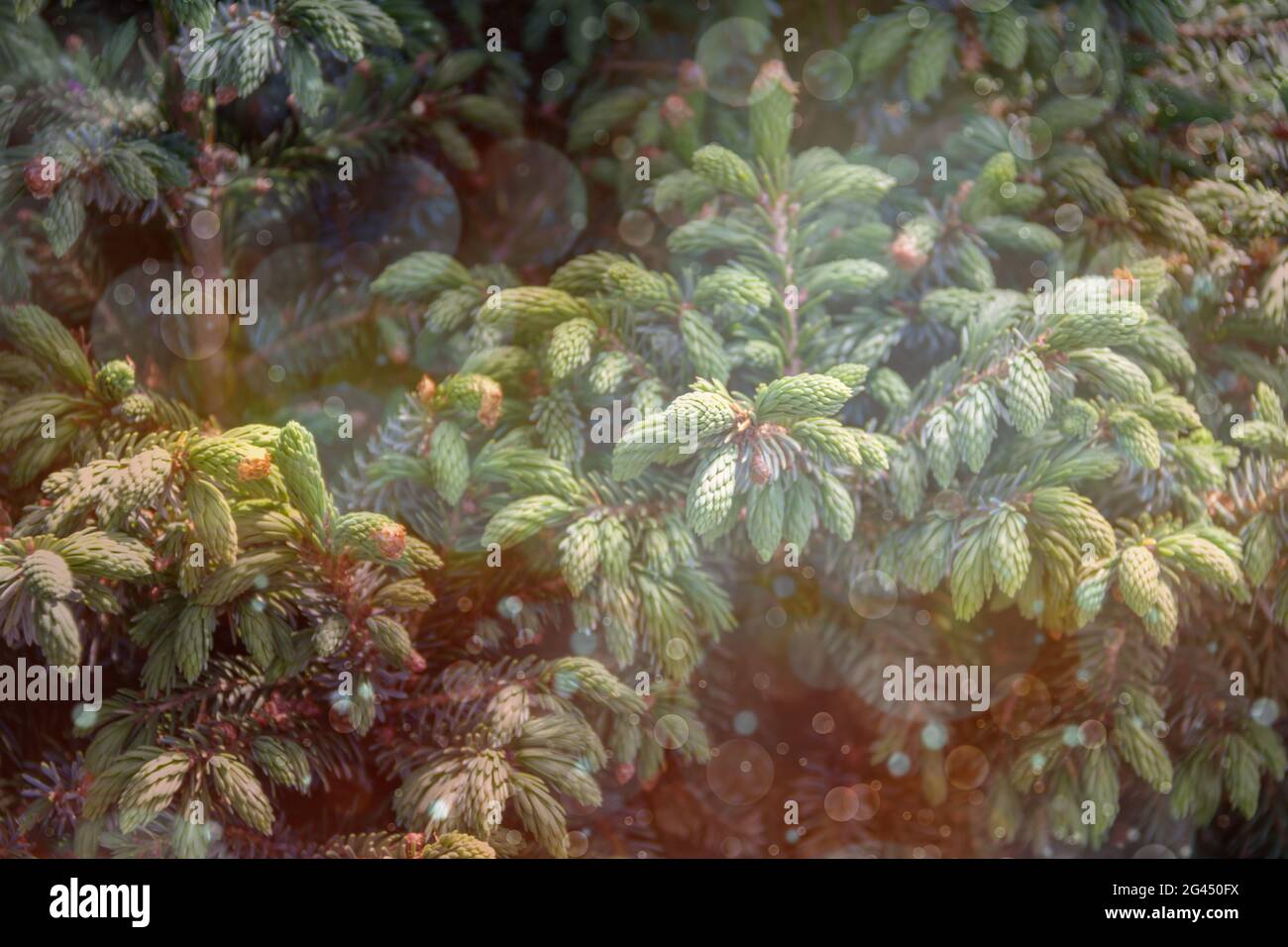 Fluffy tree branches texture background for christmas card. Stock Photo