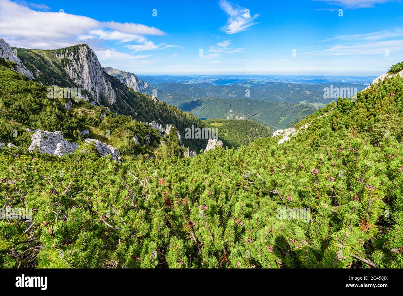 Mountain pines in the Höllengebirge and view of the Alberfeldkogel in the Salzkammergut, Austria Stock Photo