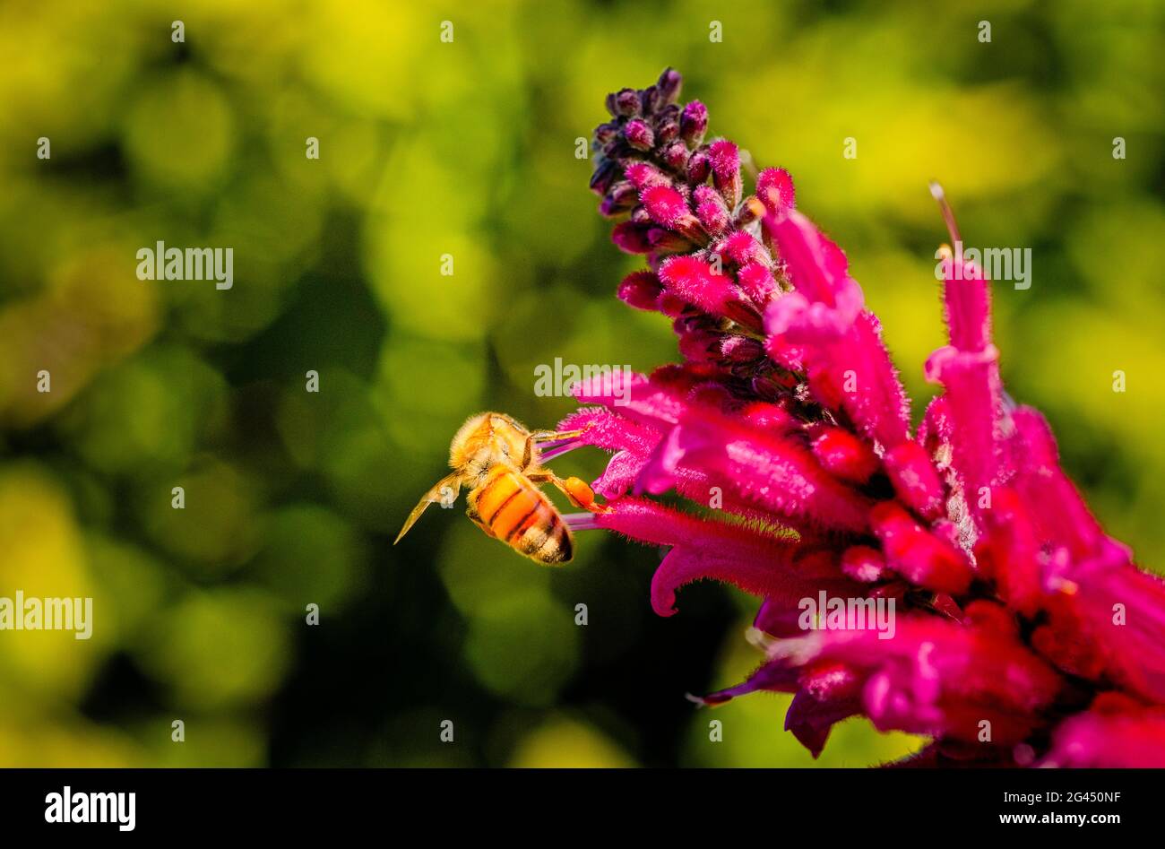 Close-up of honey bee on pink flower Stock Photo