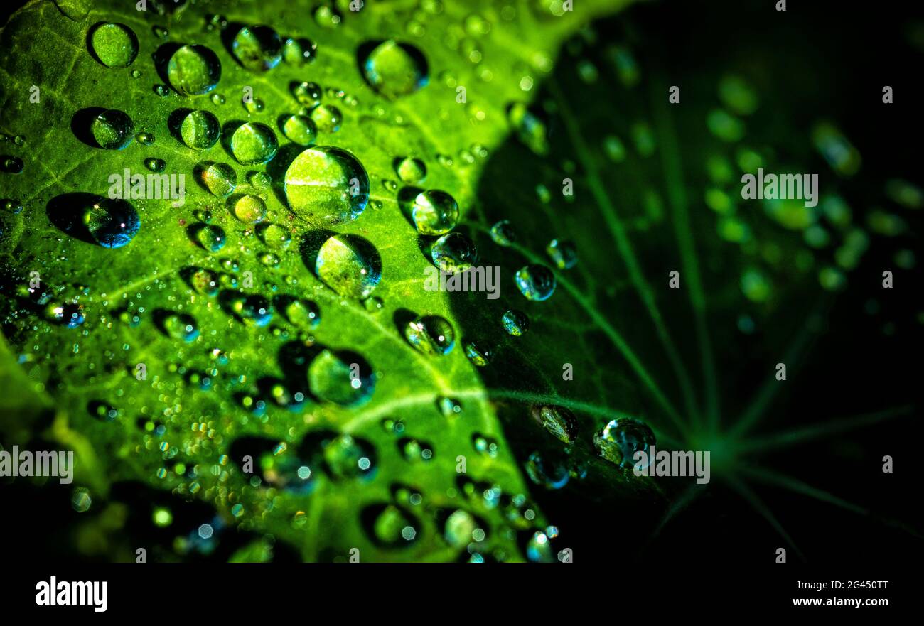 Close-up of dew drops on Nasturtium leaf Stock Photo