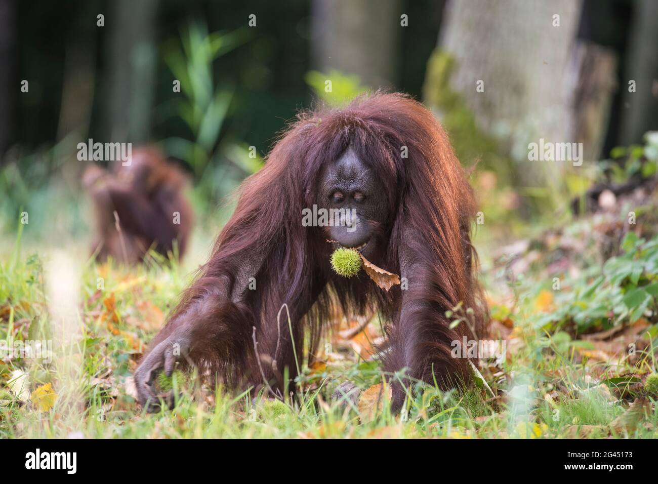 Orang Utan with chestnut in the Rostock Zoo, Germany, Mecklenburg-Western Pomerania, Baltic Sea Stock Photo