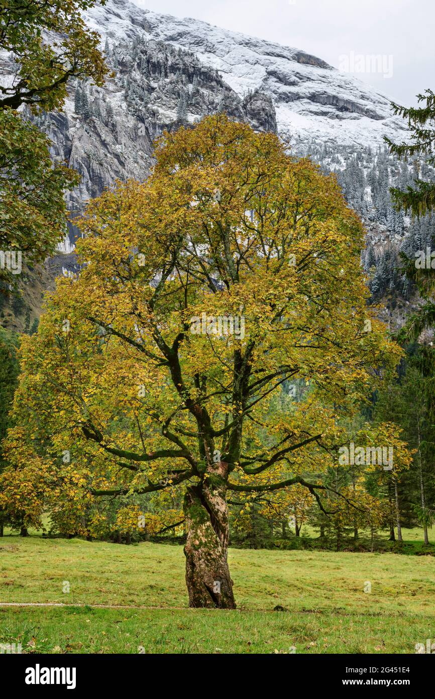 Sycomore Tree Germany Western Sycamore Leaf High Resolution Stock Photography and Images - Alamy