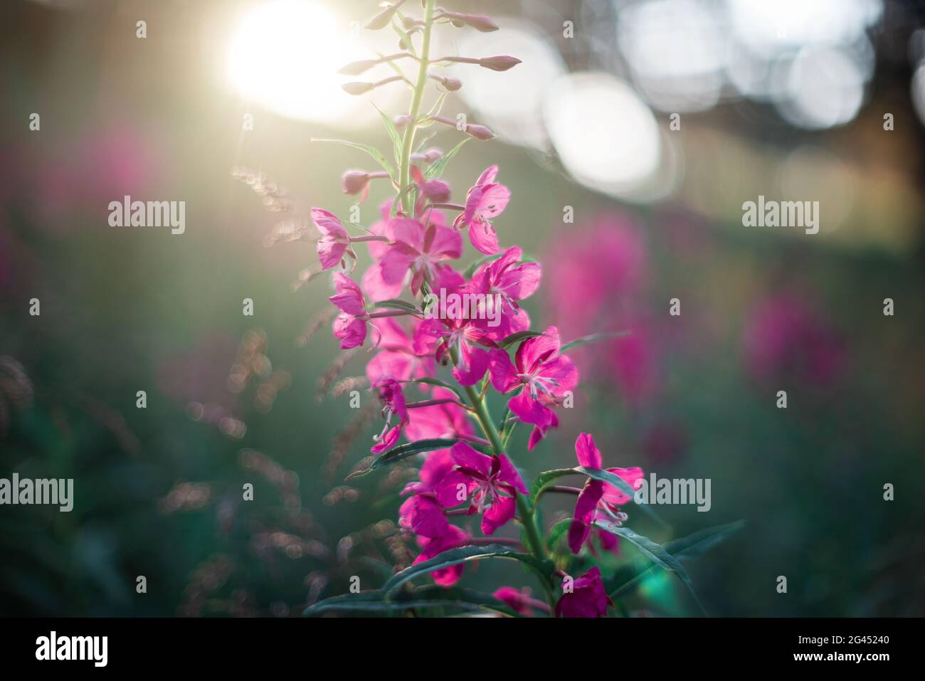 Summer wild flower lupine Stock Photo