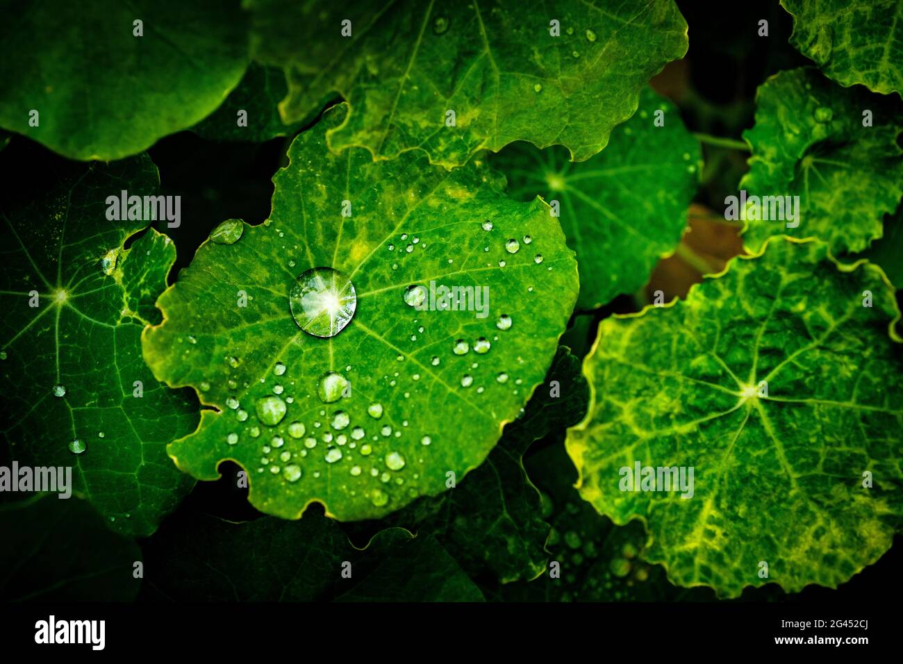 Green Nasturtium leaf with dew drops Stock Photo