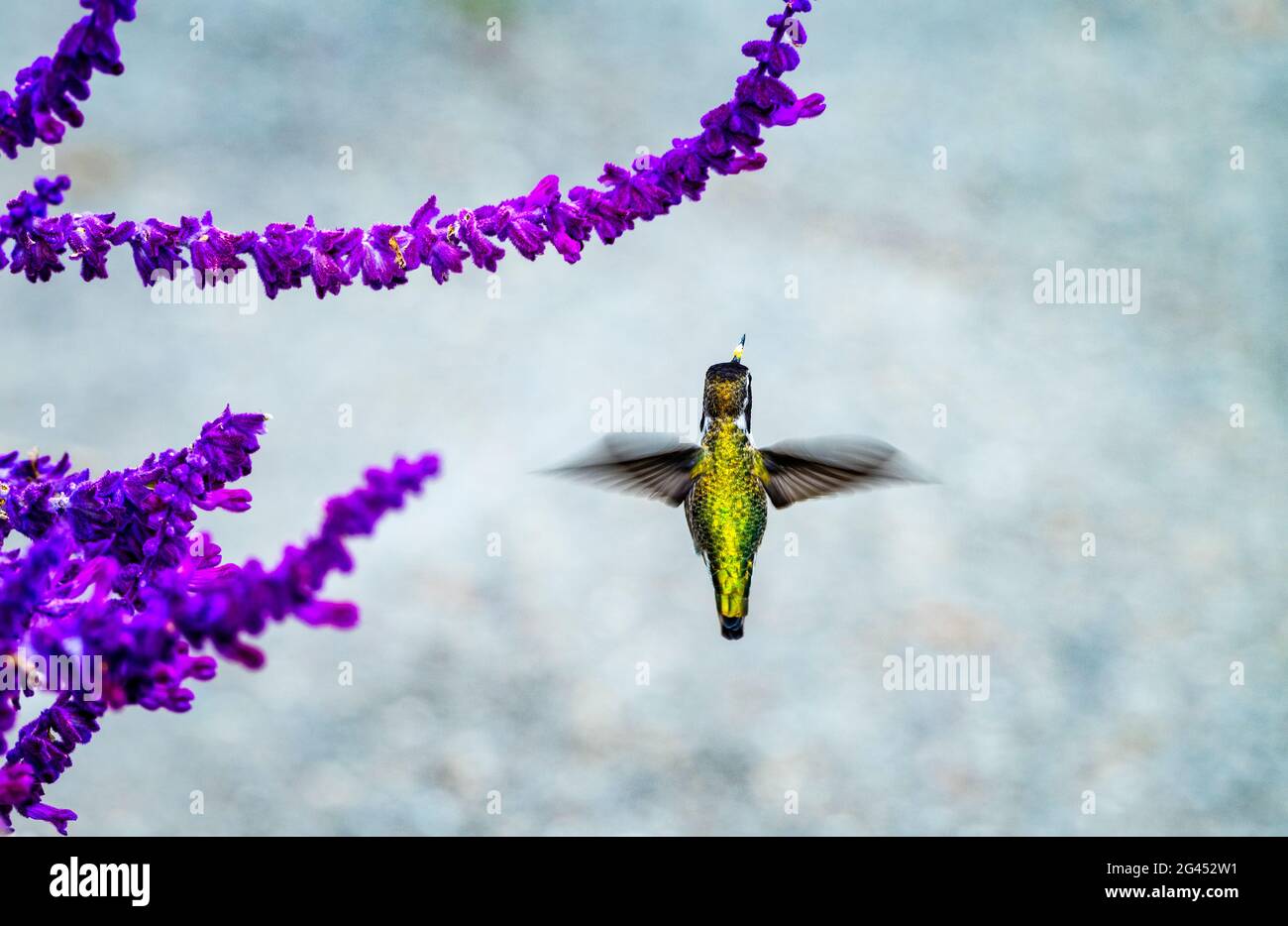 Single hummingbird hovering near purple flowers Stock Photo